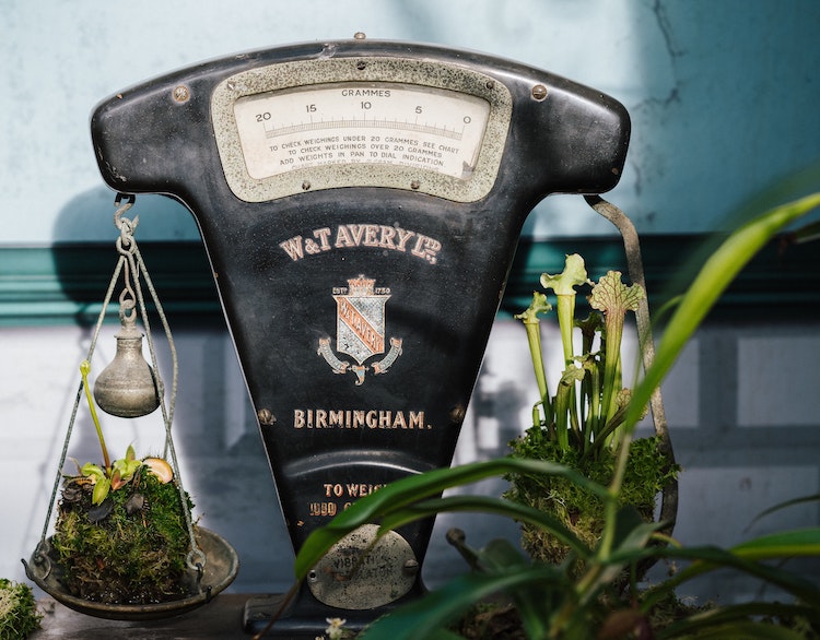 Vanha vaaka punnitsee kasveja